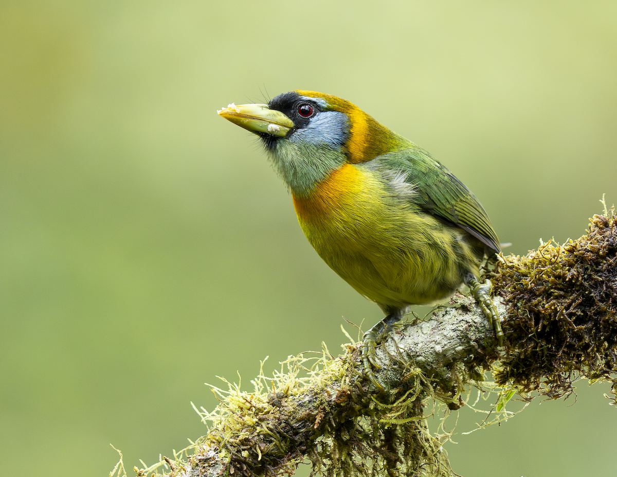 Red-headed Barbet - ML646223360