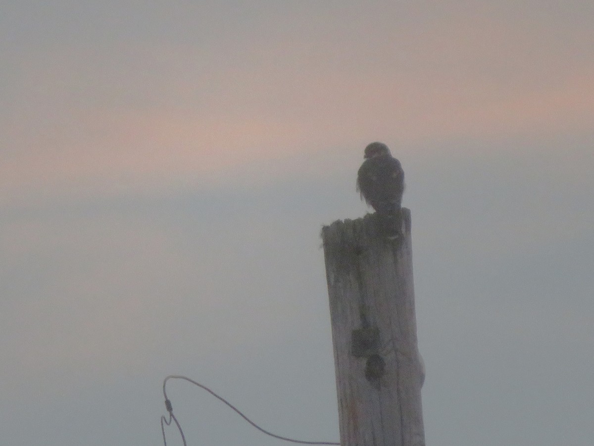 American Kestrel - ML646223362