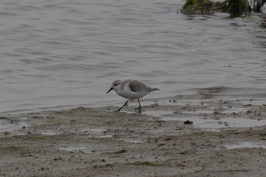 Txirri zuria - ML646223363