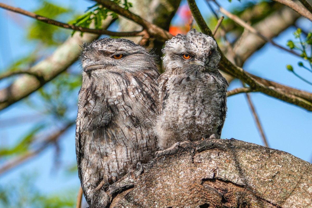 Tawny Frogmouth - ML646223364