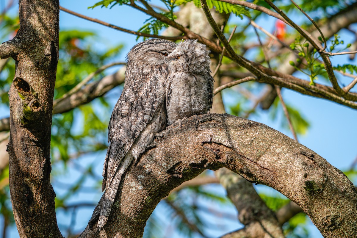 Tawny Frogmouth - ML646223365