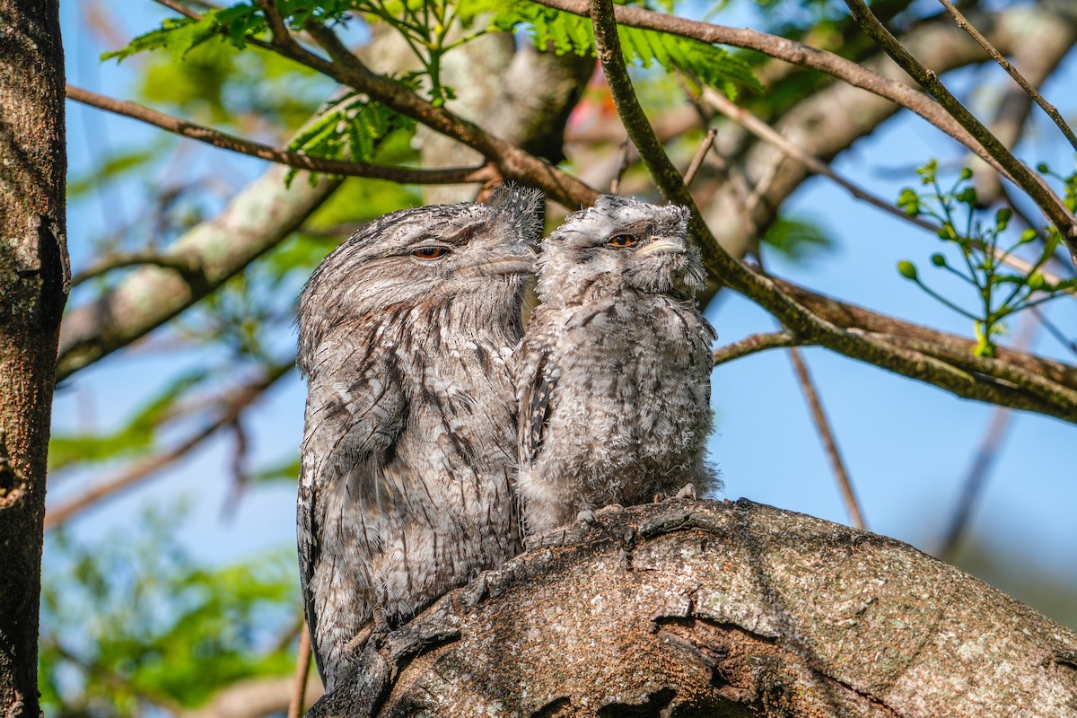 Tawny Frogmouth - ML646223367