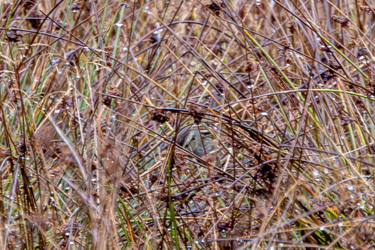 Swamp Sparrow - ML646223370