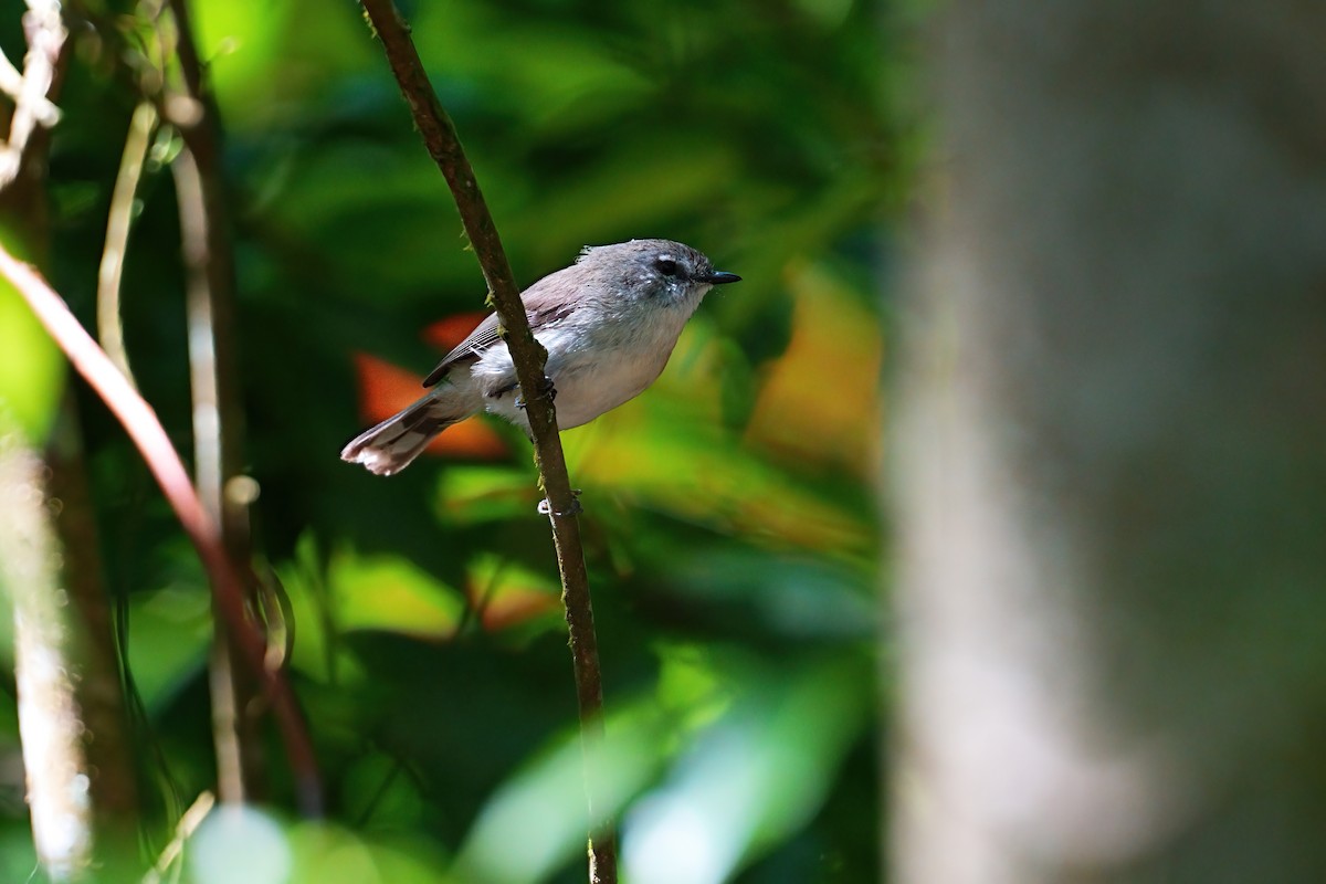 Brown Gerygone - ML646223371