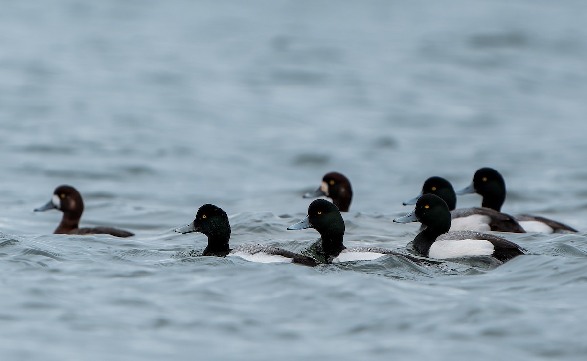 Greater Scaup - ML646223372
