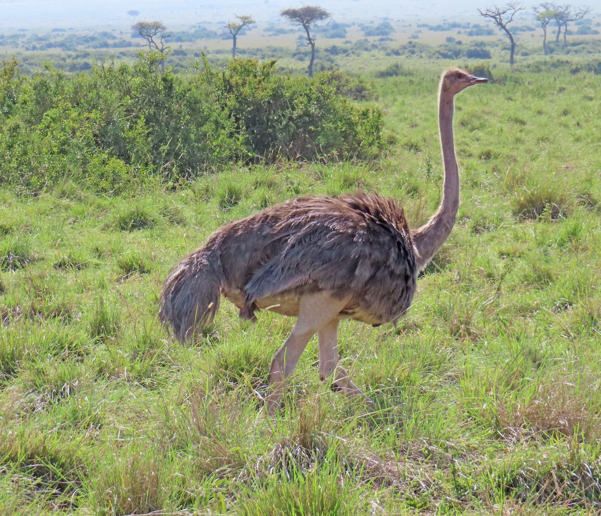 Common Ostrich - ML646223373
