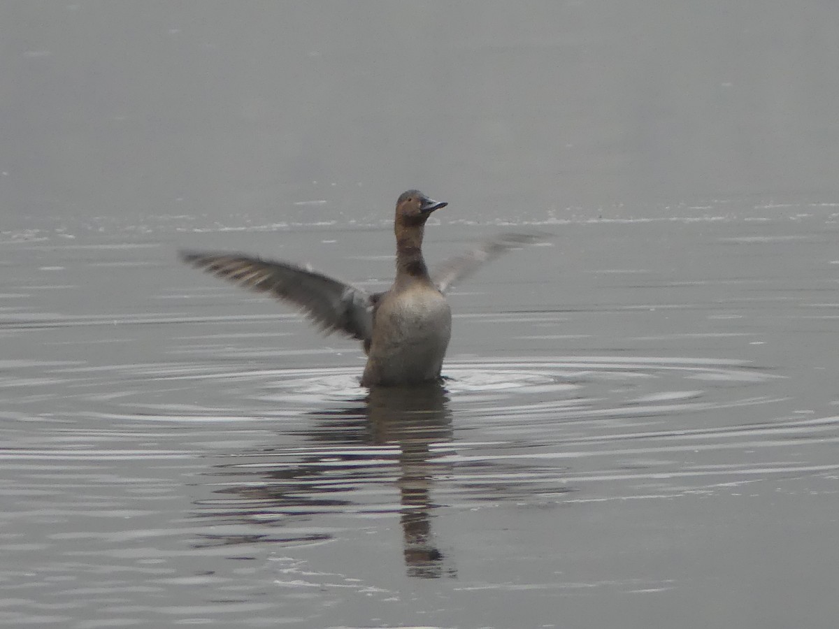 Murgilari bizkarzuria - ML646223376