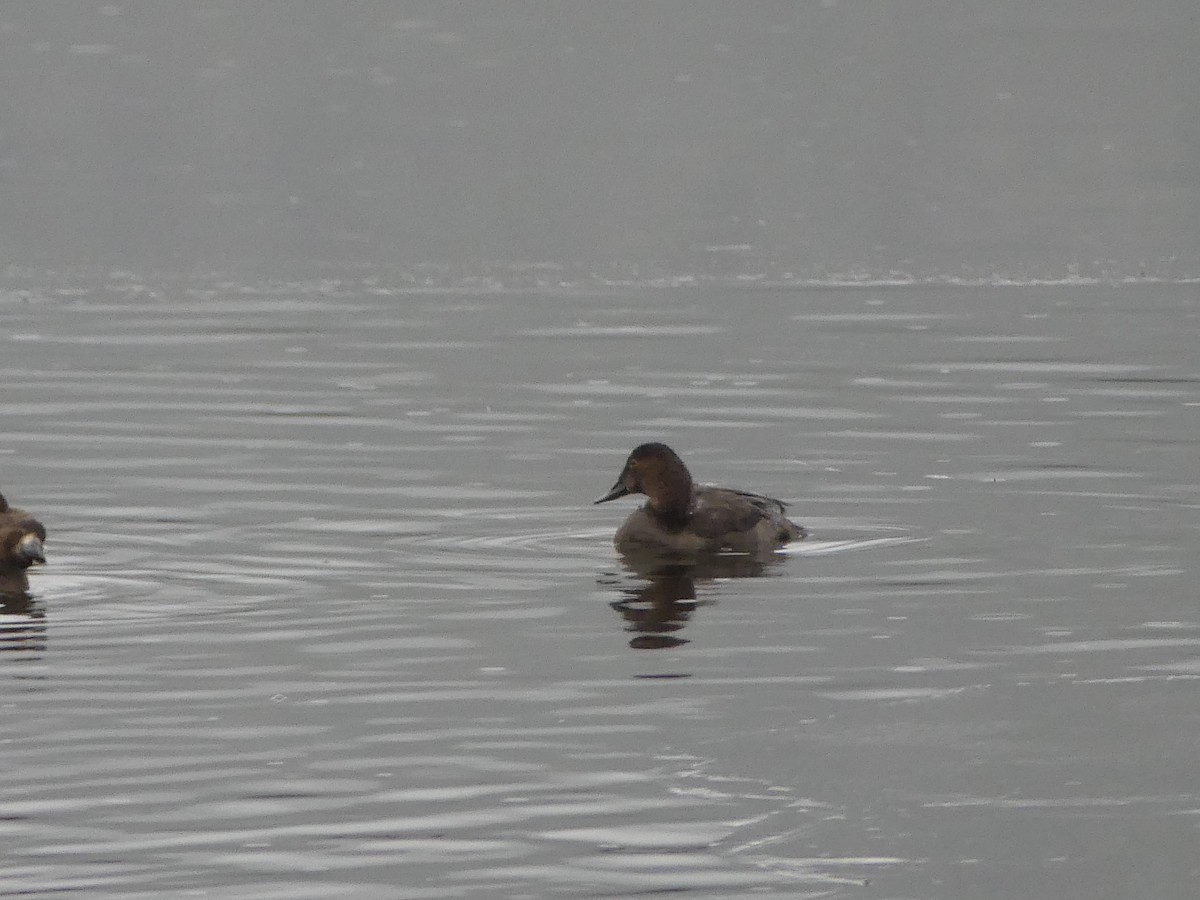 Murgilari bizkarzuria - ML646223378