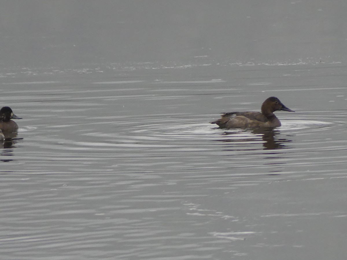 Murgilari bizkarzuria - ML646223379