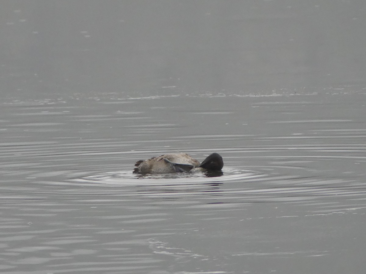 Murgilari bizkarzuria - ML646223380