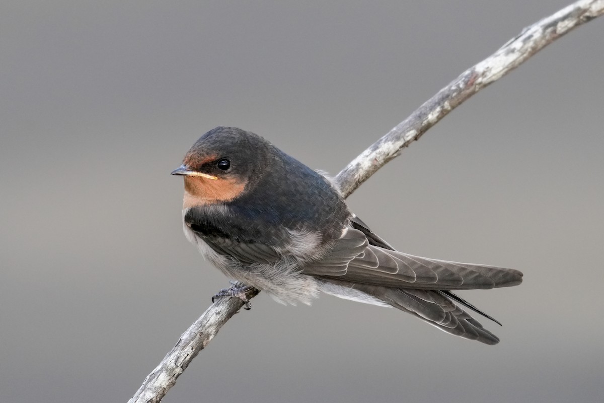 Welcome Swallow - ML646223383