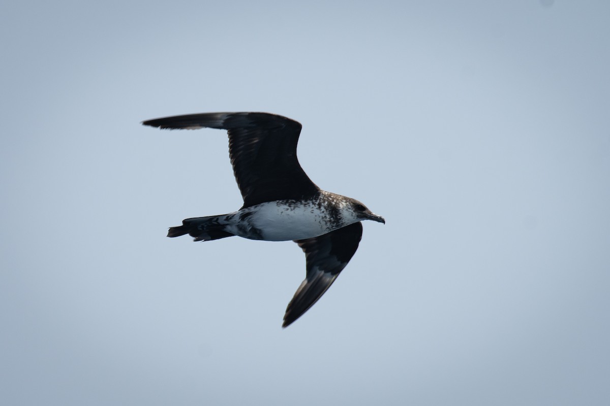 Pomarine Jaeger - ML646223384