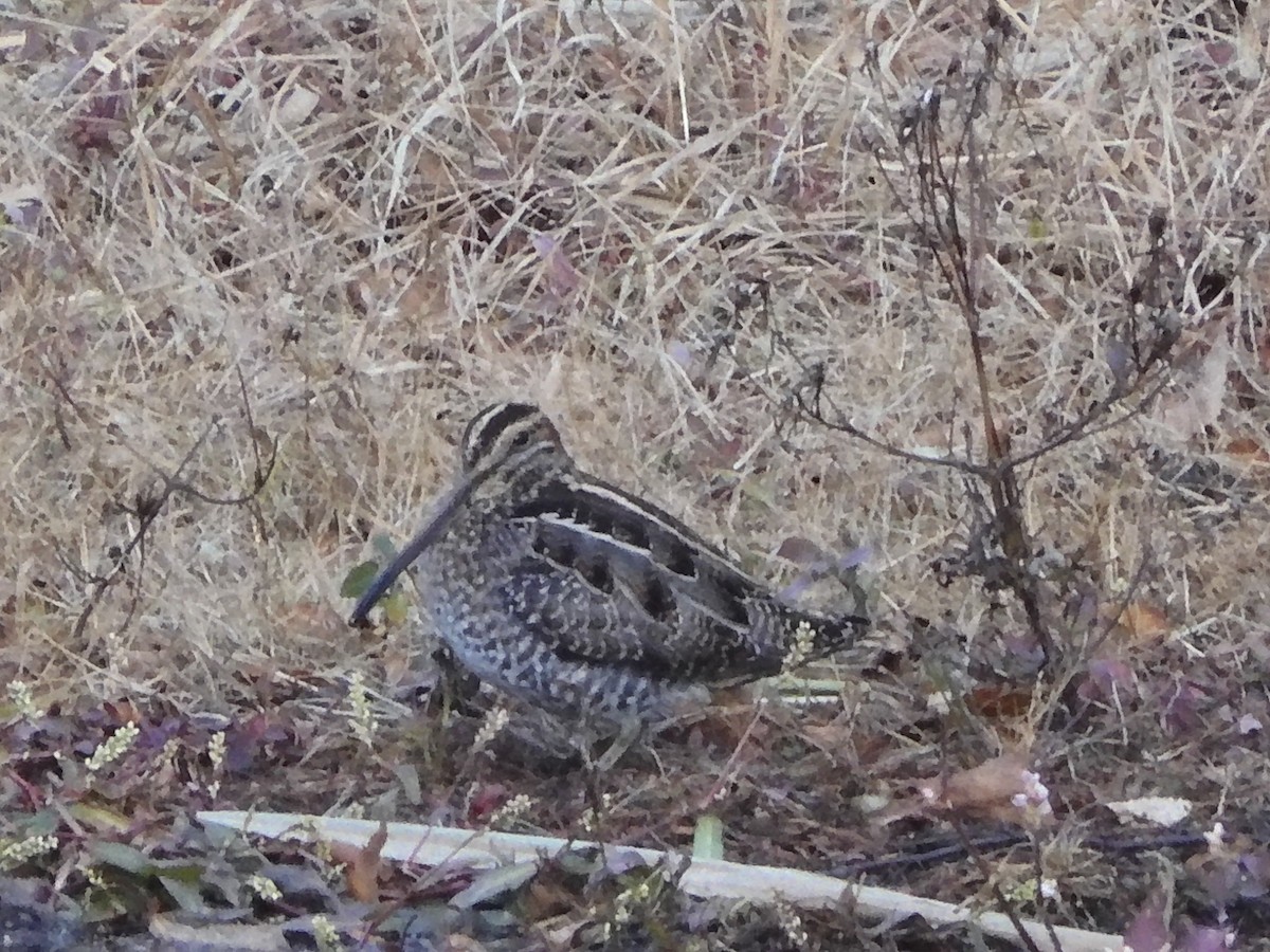 Wilson's Snipe - ML646223385