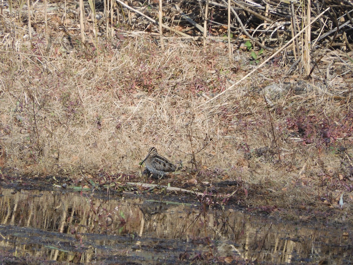 Wilson's Snipe - ML646223386