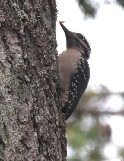 Hairy Woodpecker - ML646223388