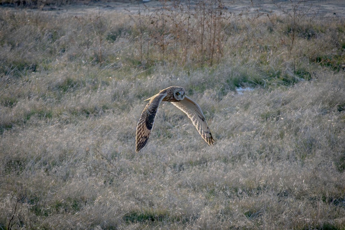 Short-eared Owl - ML646223396