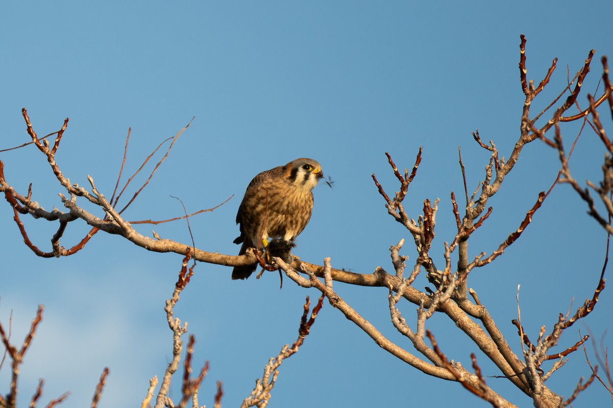 American Kestrel - ML646223398