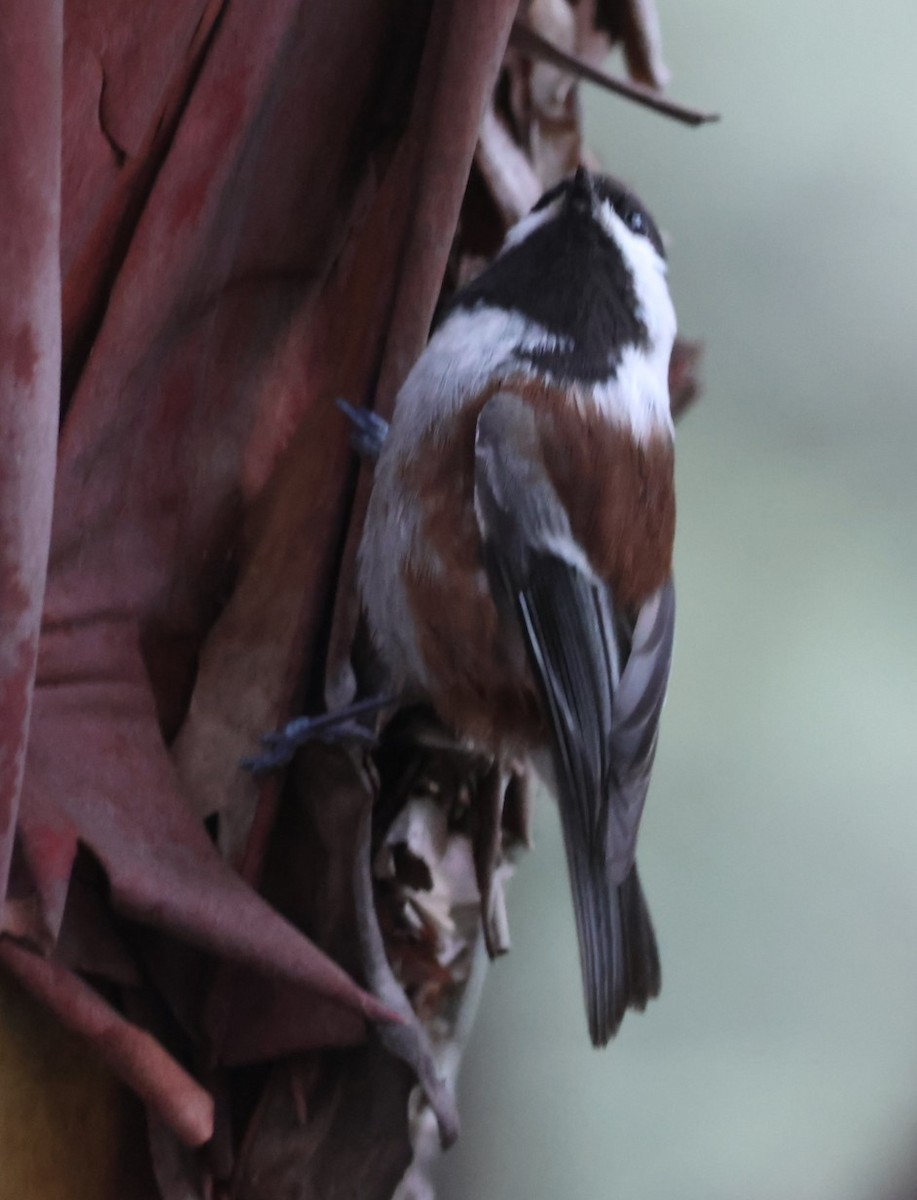Chestnut-backed Chickadee - ML646223402