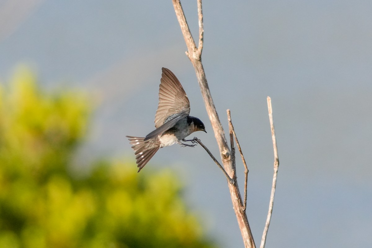 Welcome Swallow - ML646223404