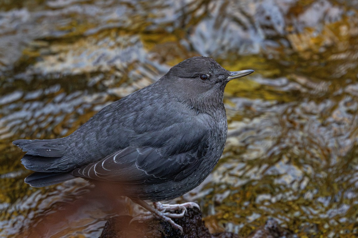 American Dipper - ML646223405