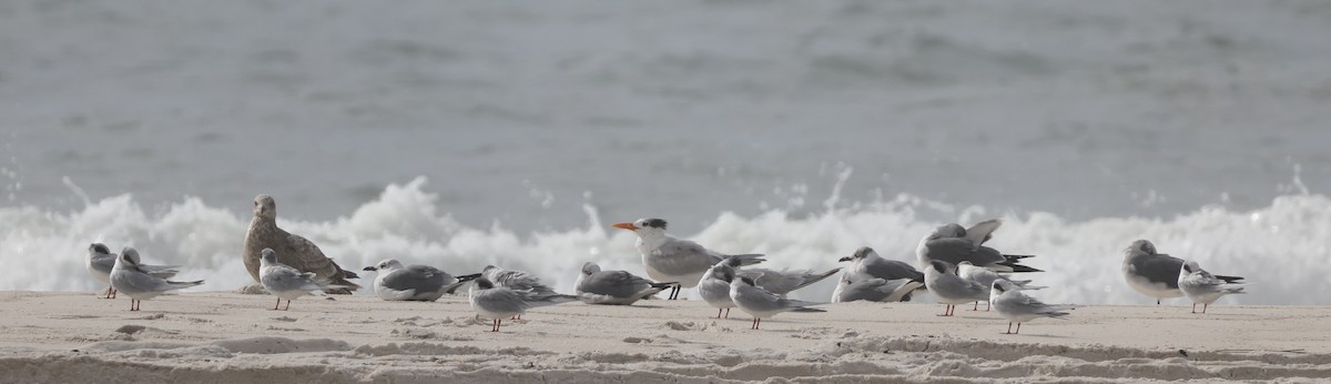 Forster's Tern - ML646223406