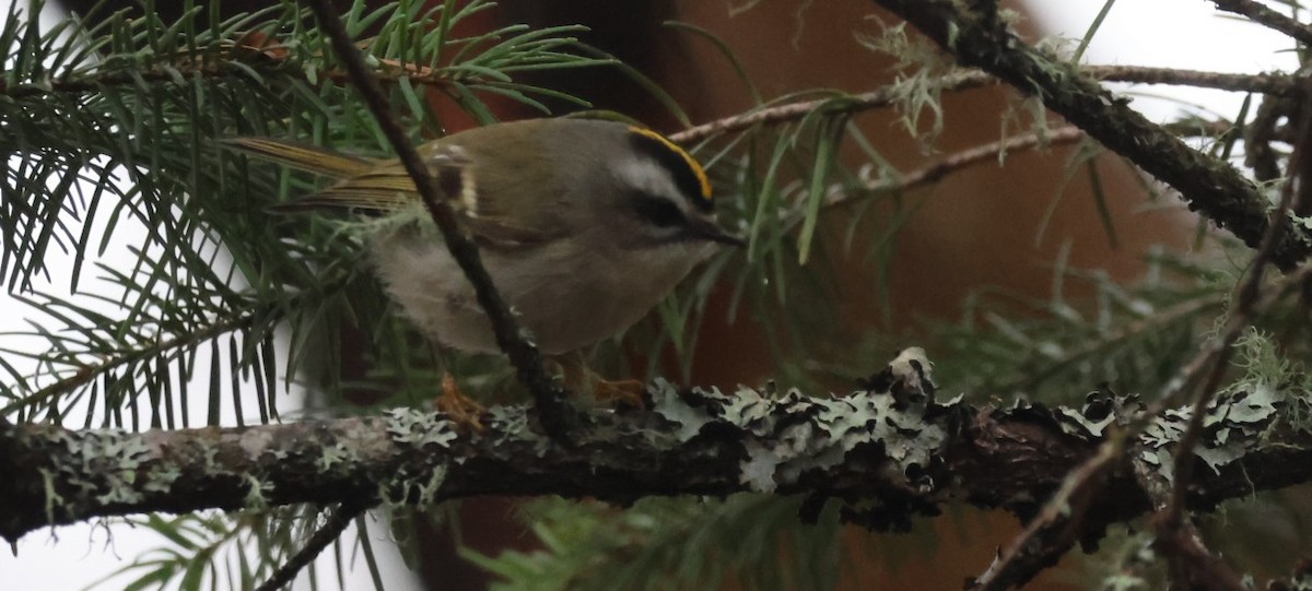 Golden-crowned Kinglet - ML646223407