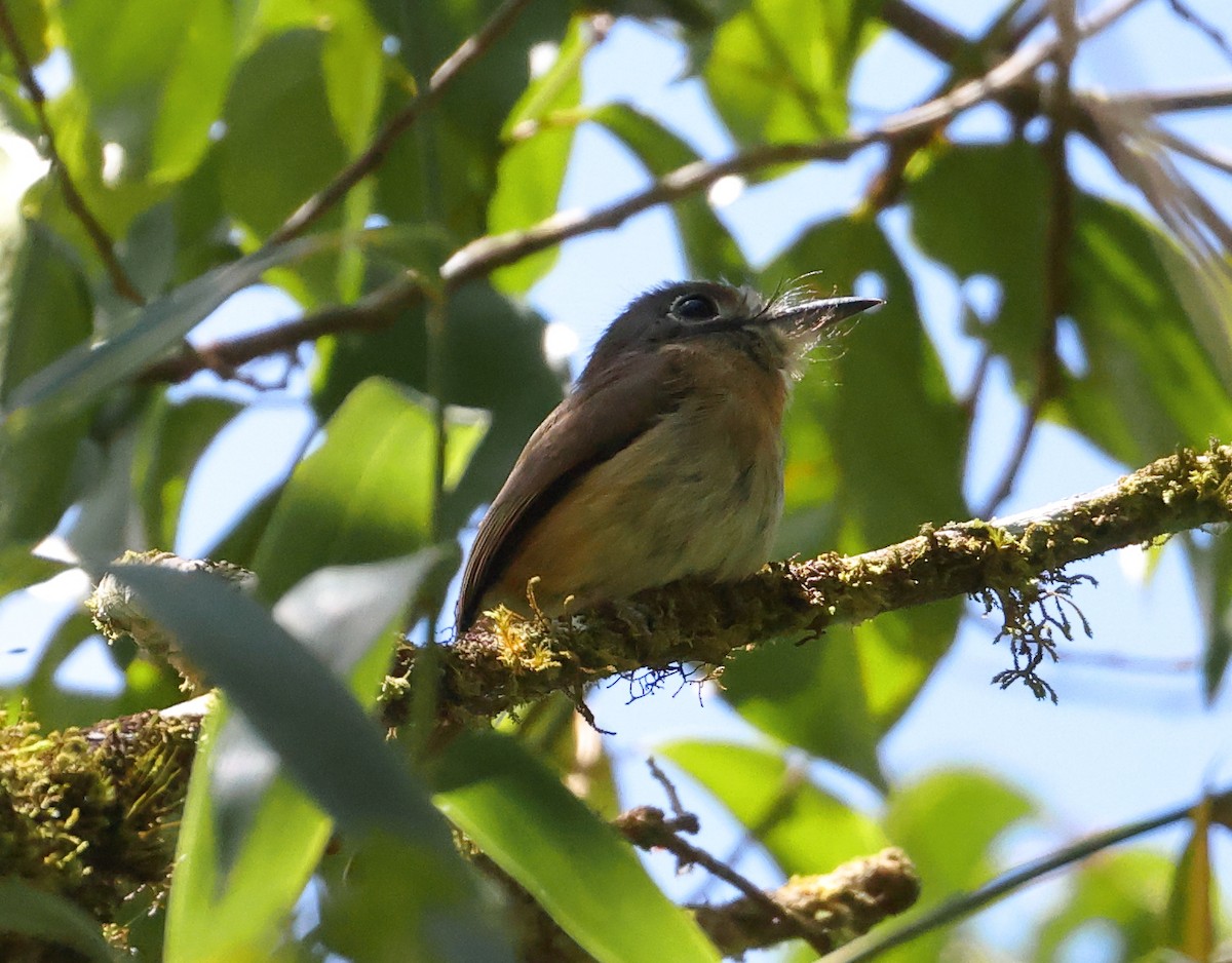 Rusty-breasted Nunlet - ML646223413