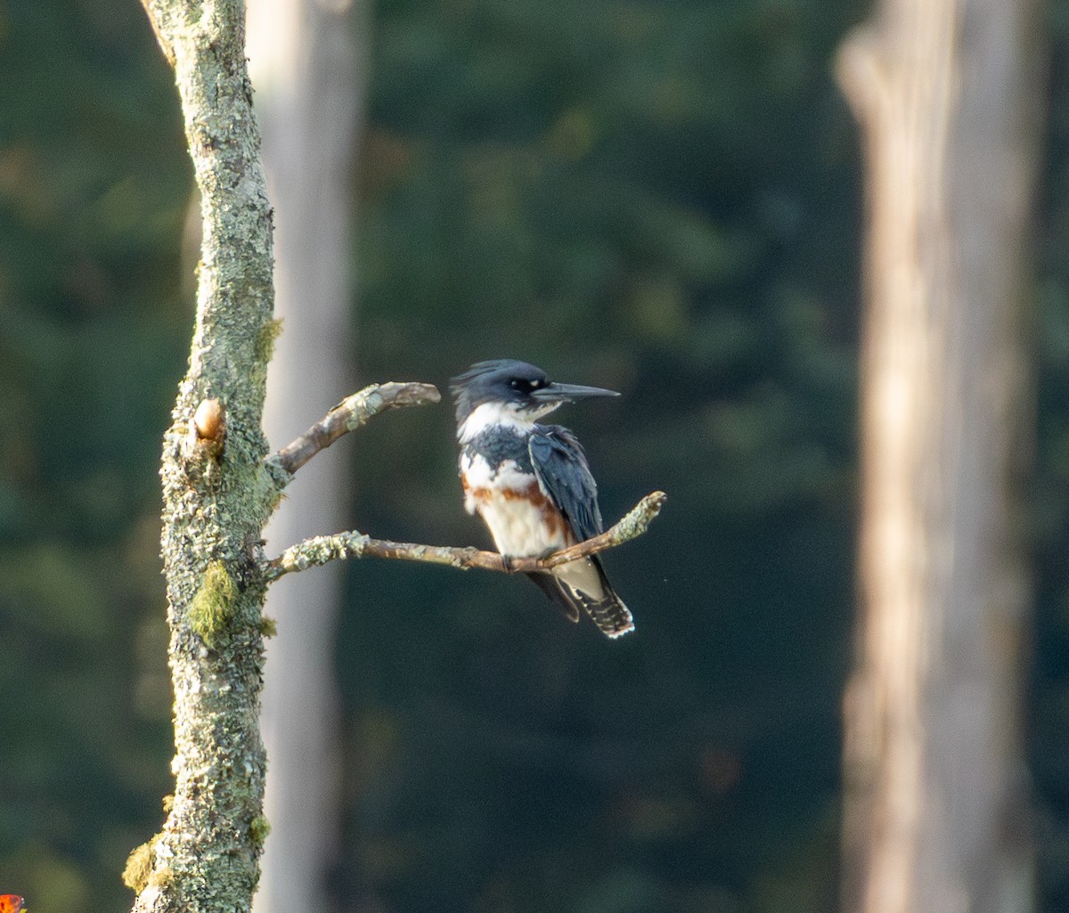 Belted Kingfisher - ML646223414