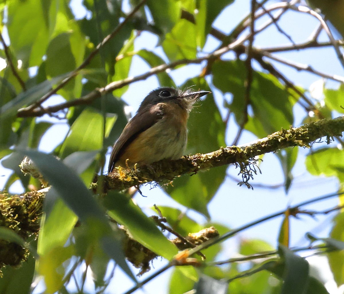 Rusty-breasted Nunlet - ML646223415
