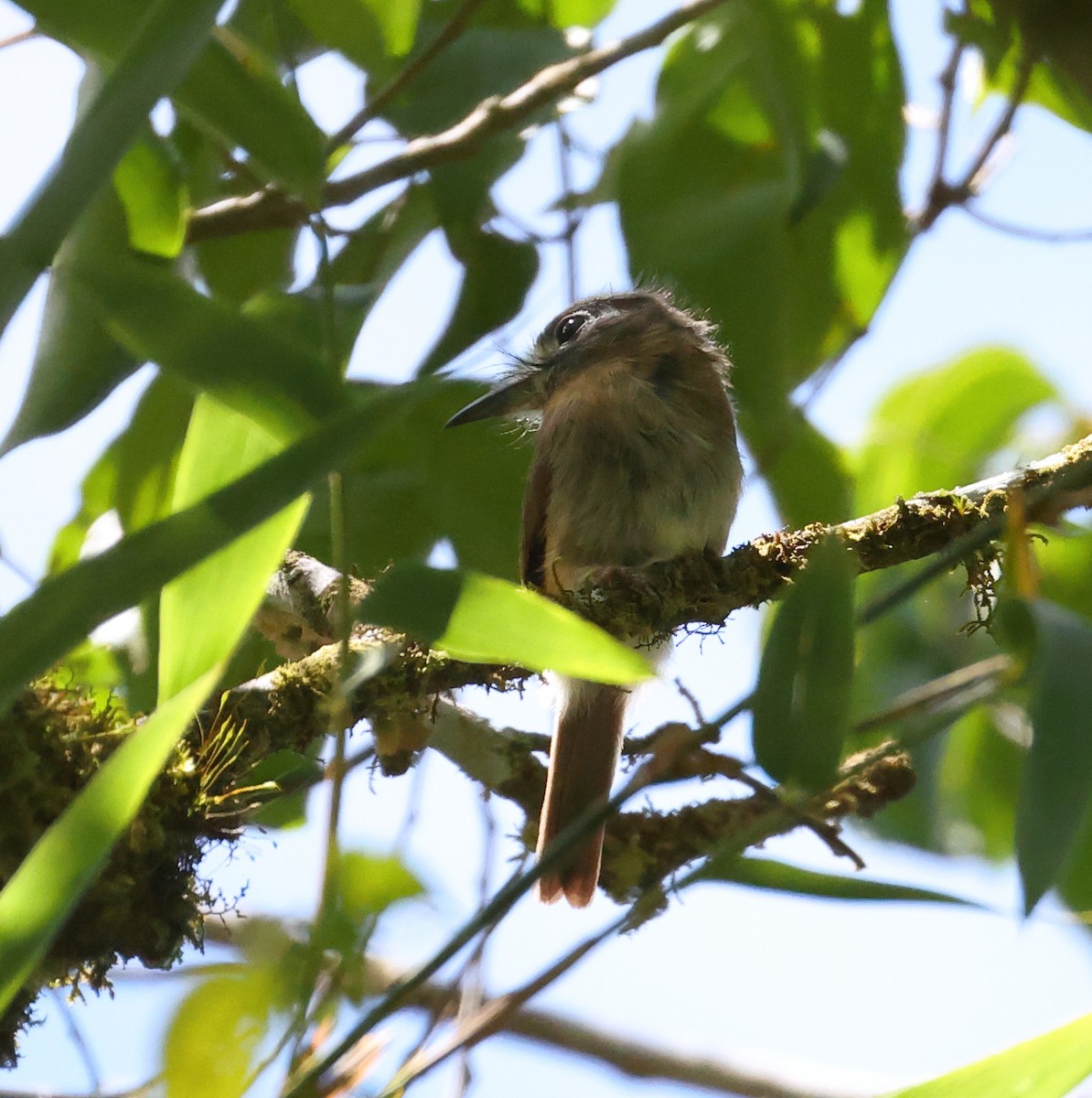 Rusty-breasted Nunlet - ML646223416