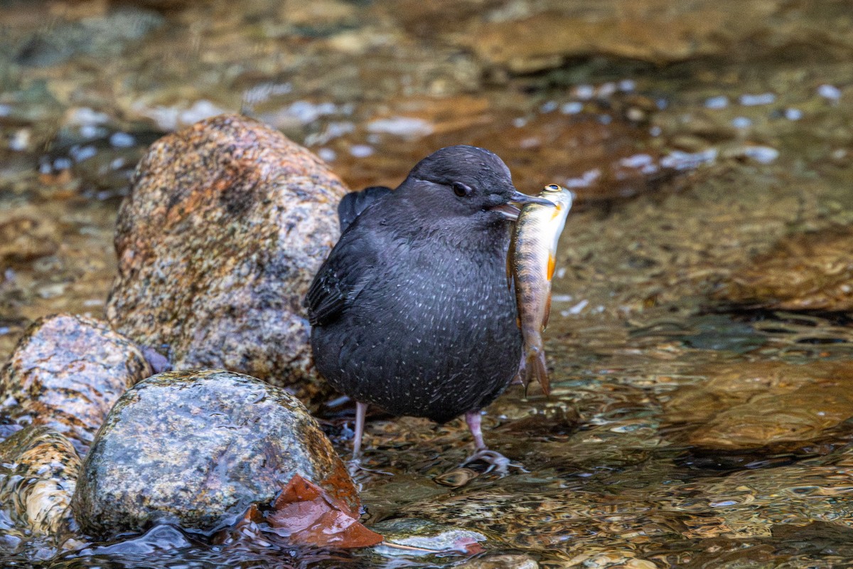 American Dipper - ML646223417