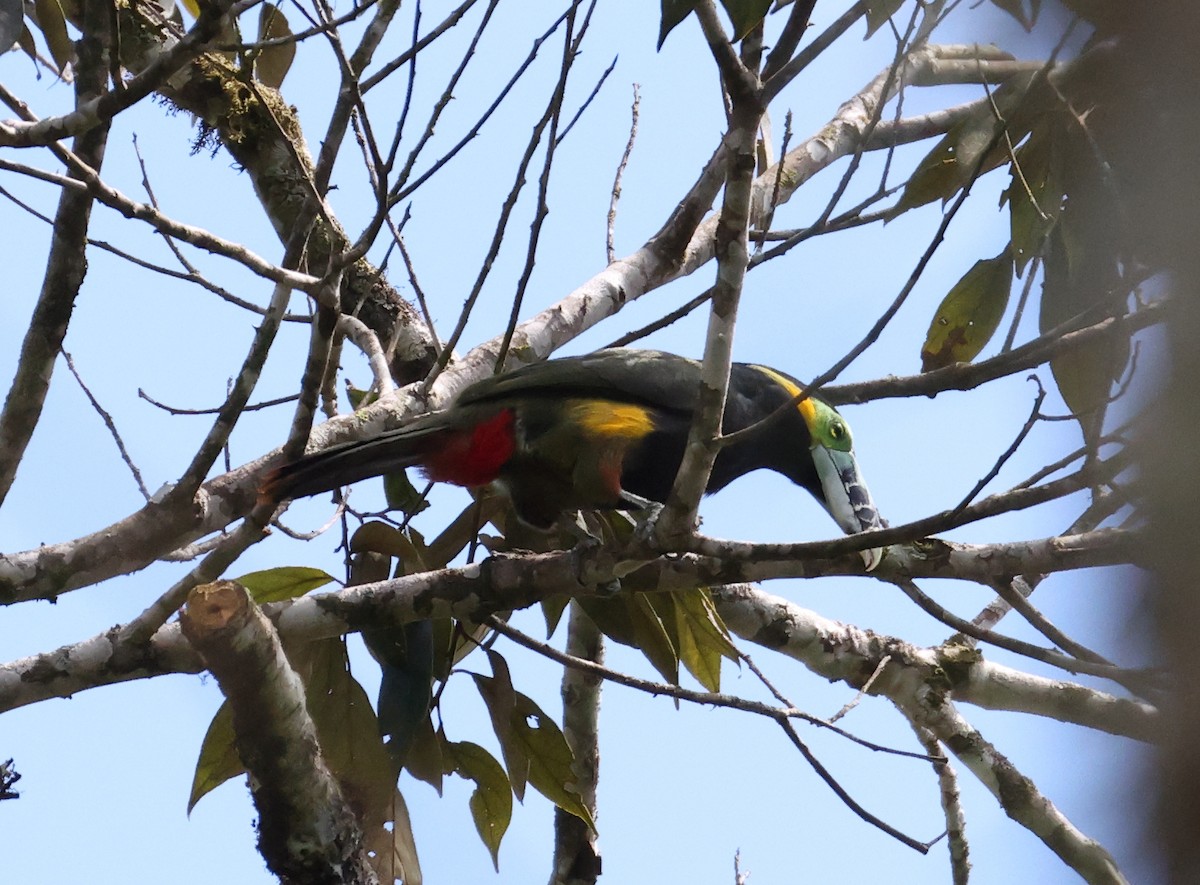 Spot-billed Toucanet - ML646223420