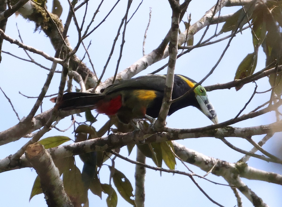 Spot-billed Toucanet - ML646223421