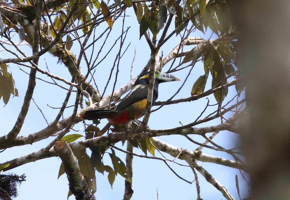 Spot-billed Toucanet - ML646223422