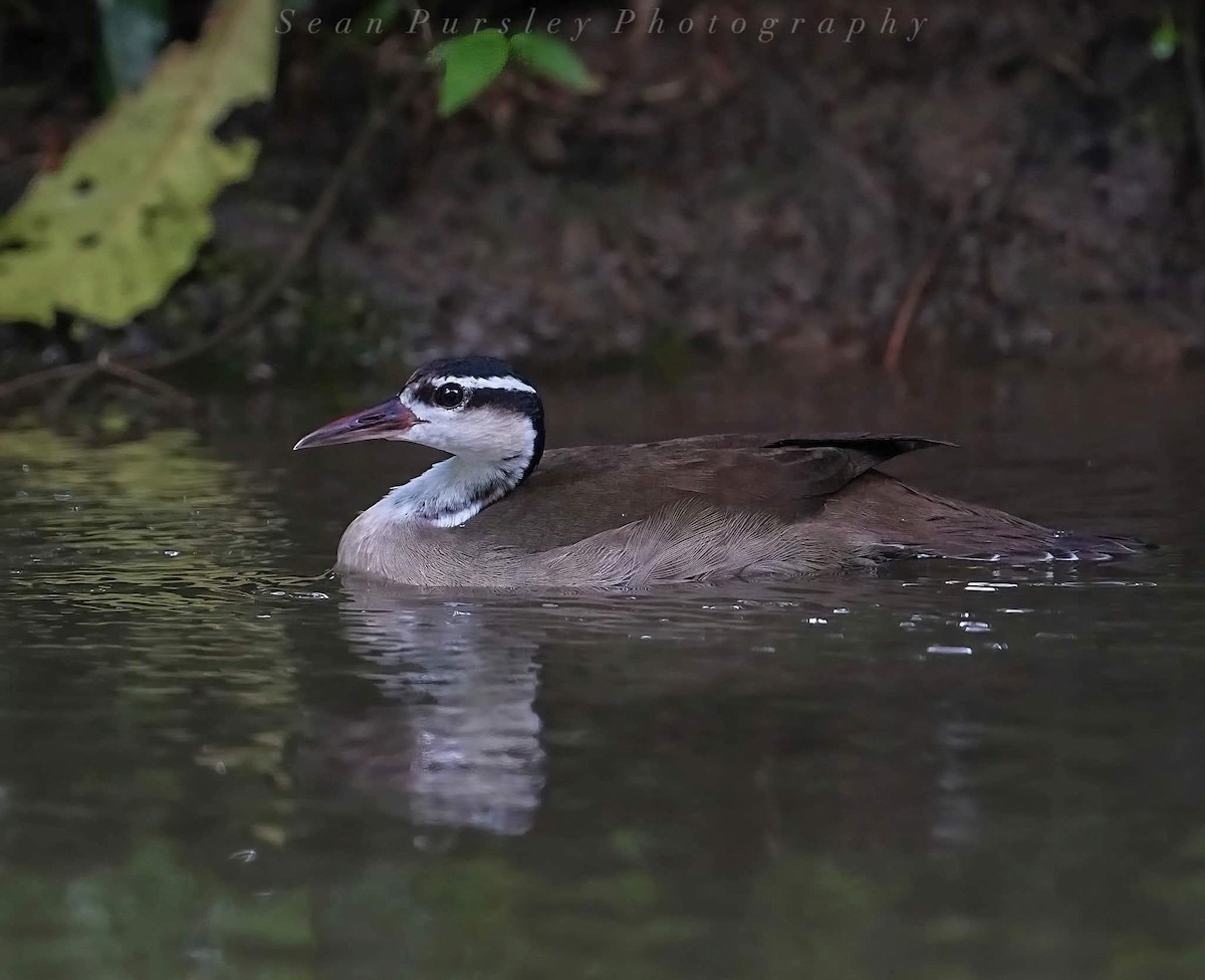 Sungrebe - ML646223425