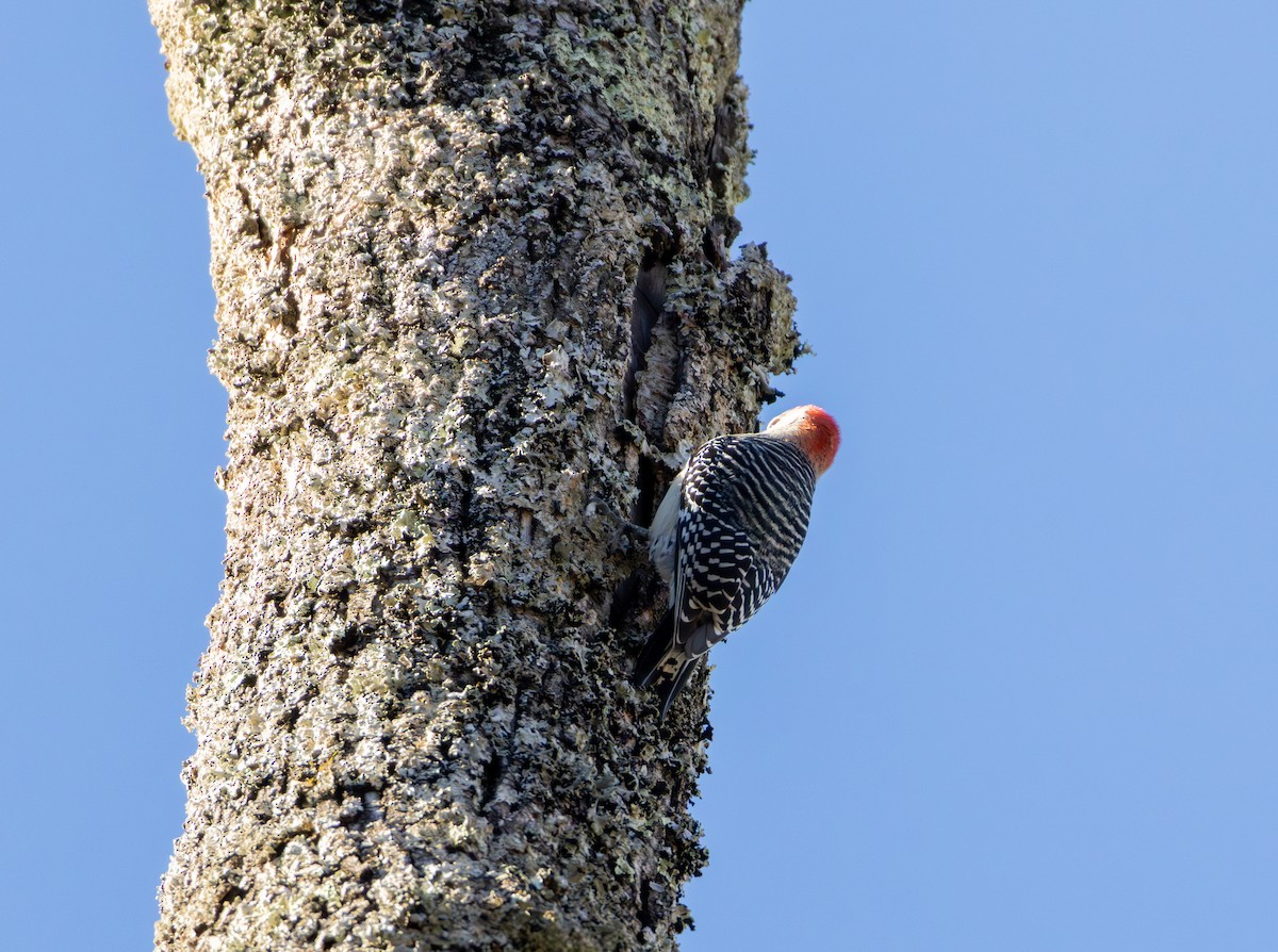 Red-bellied Woodpecker - ML646223436