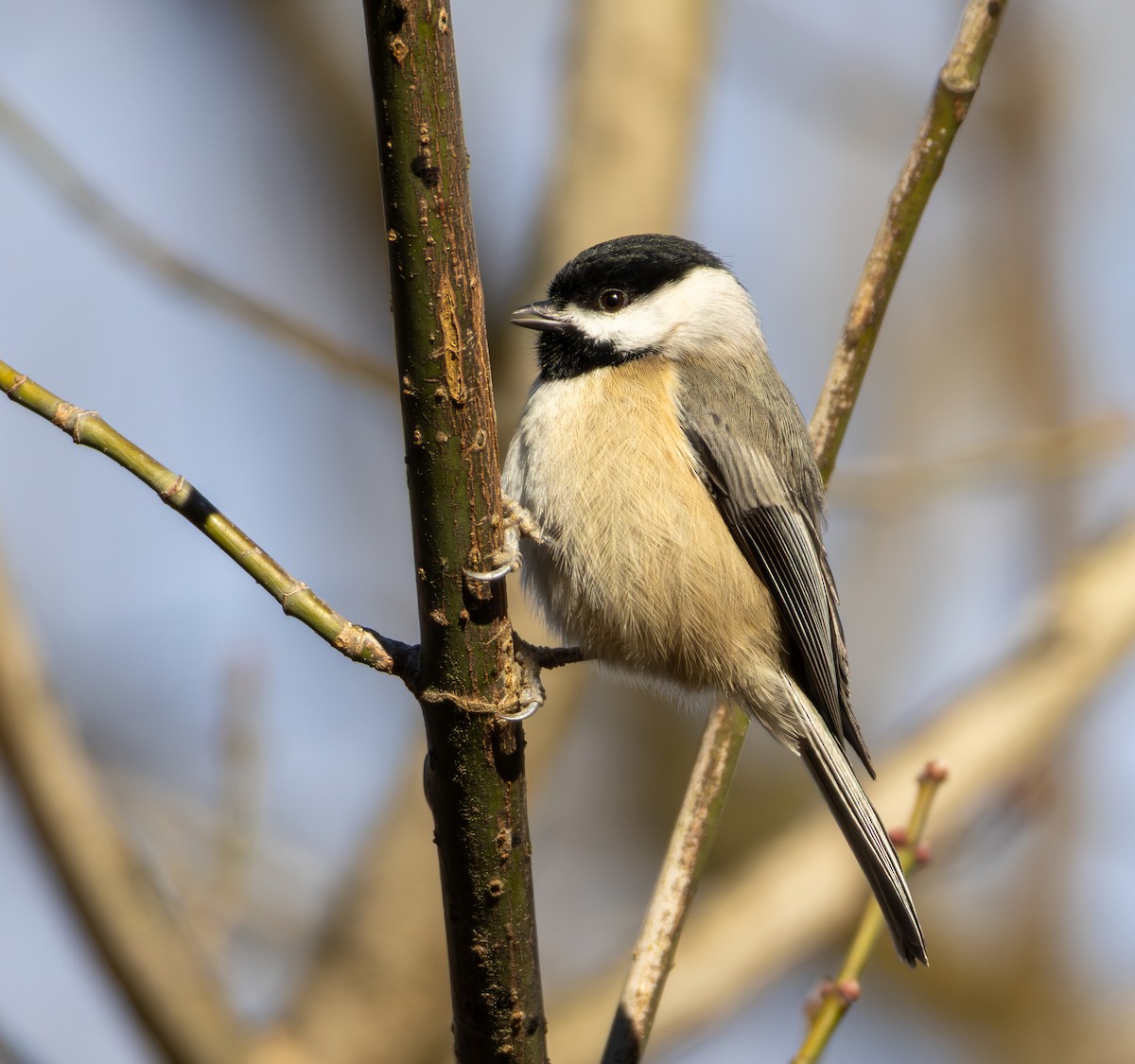 Carolina Chickadee - ML646223443