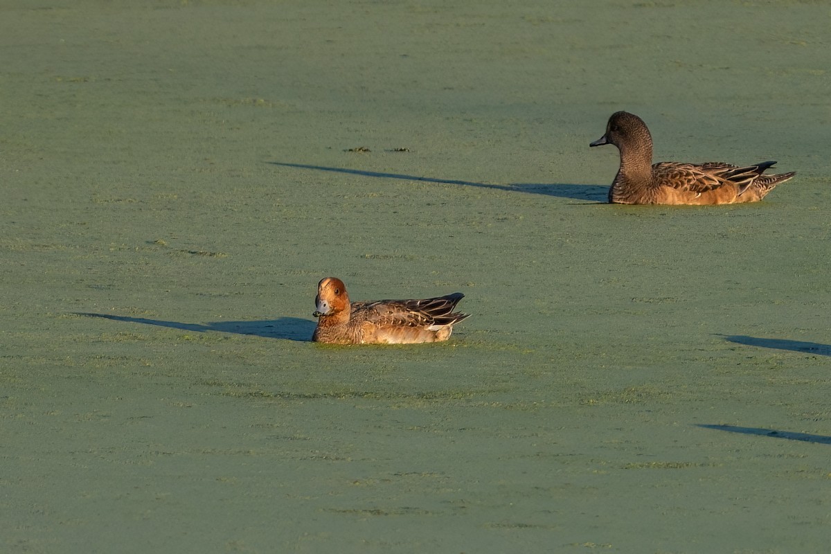 Eurasian Wigeon - ML646223445