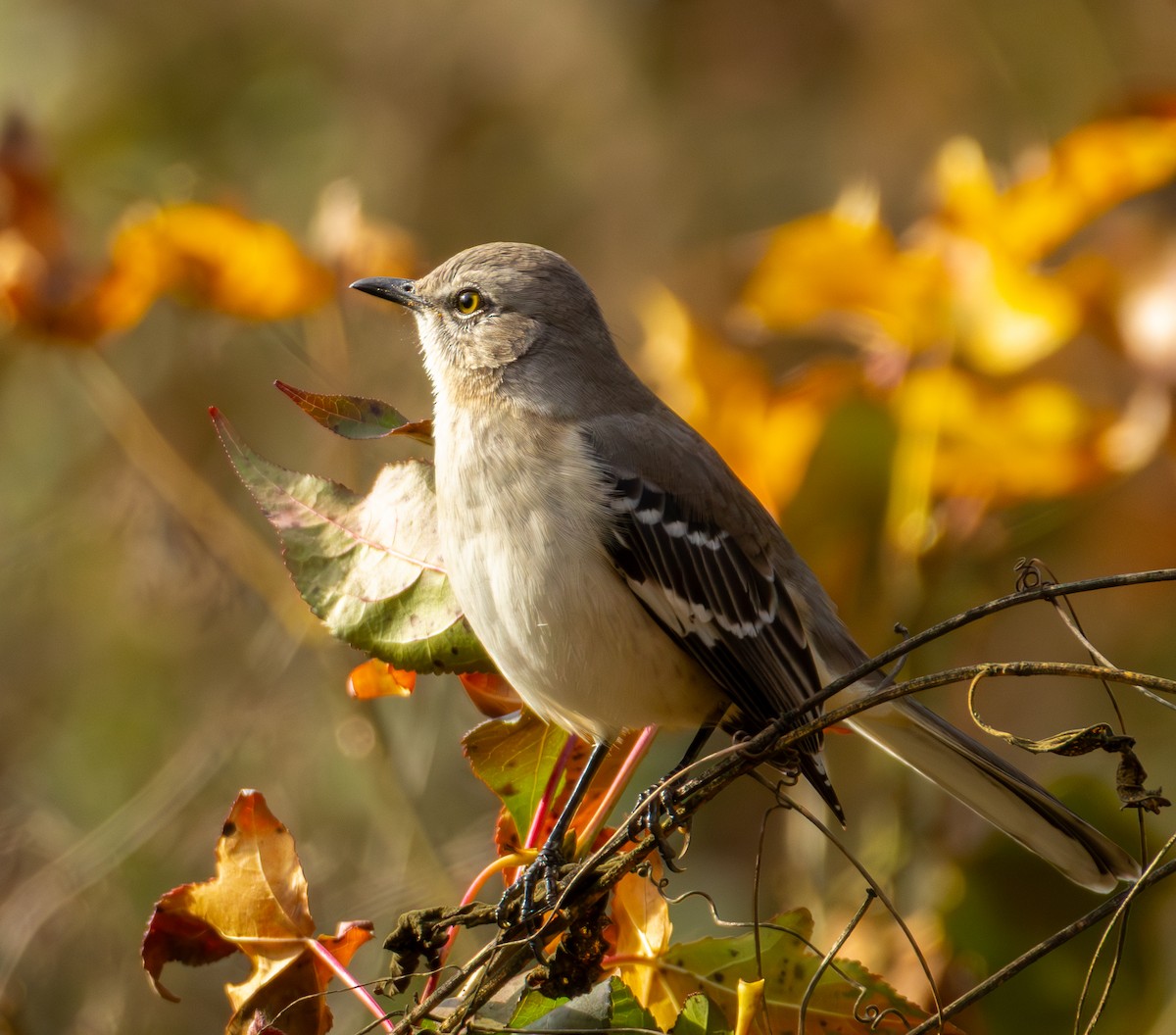 Northern Mockingbird - ML646223447