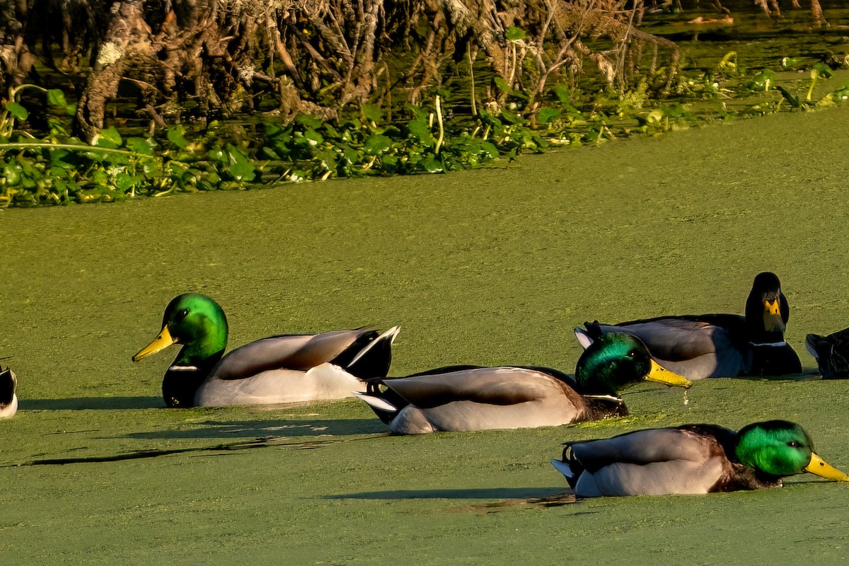 Mallard - ML646223452