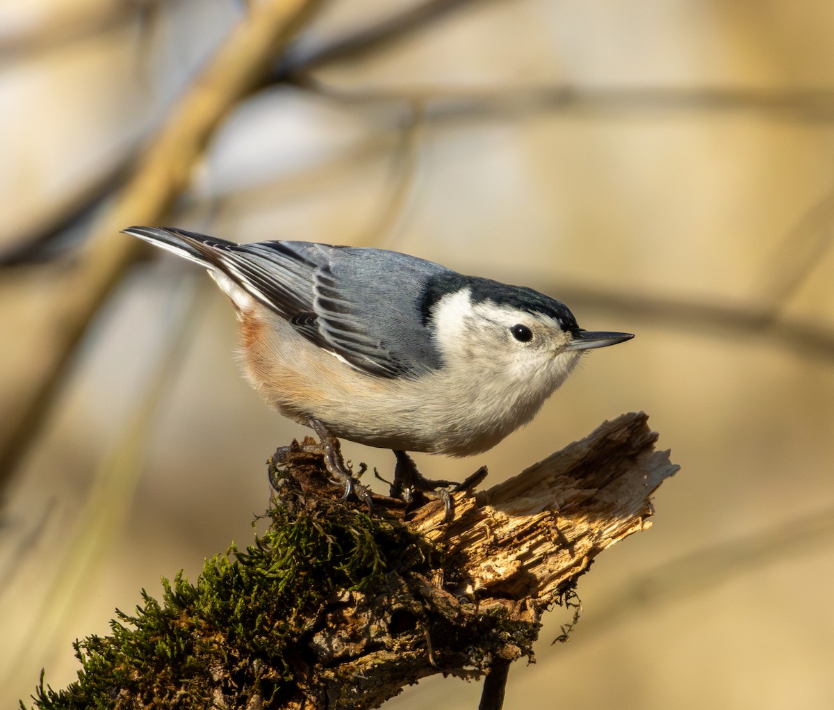 White-breasted Nuthatch - ML646223456
