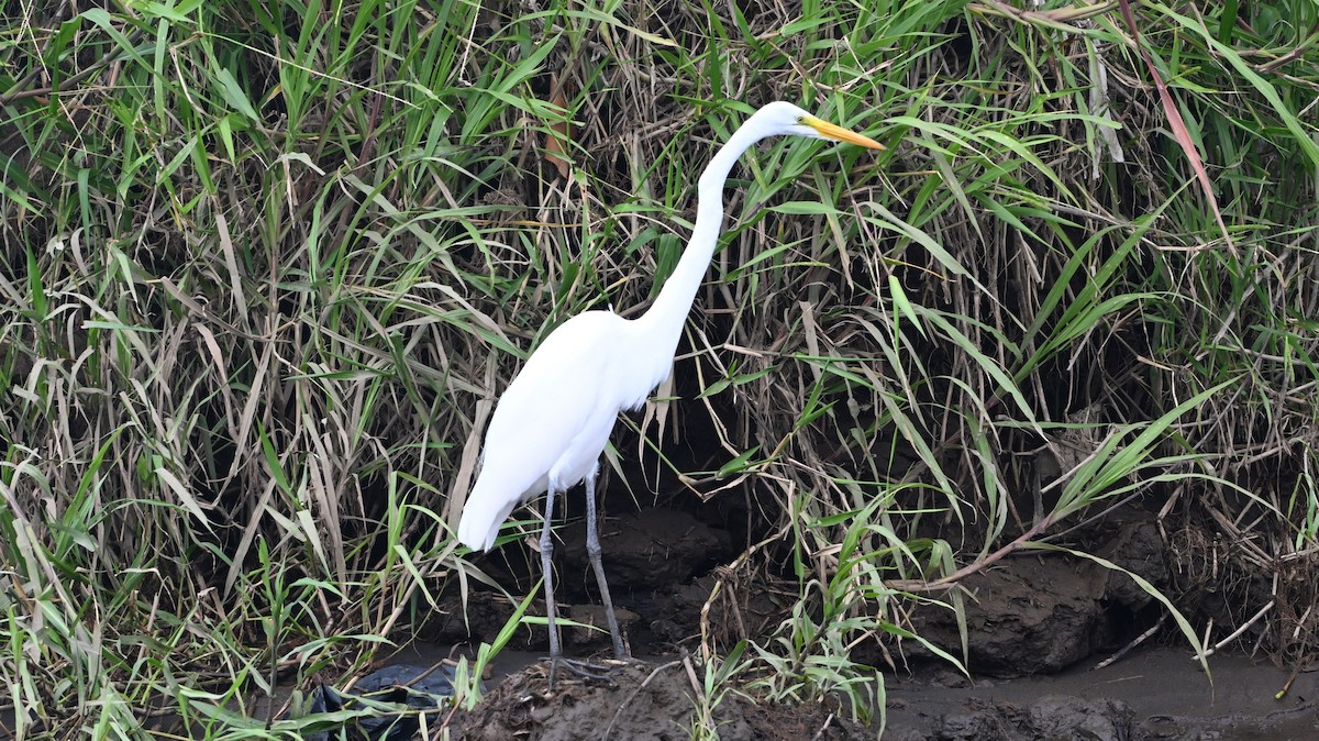 ダイサギ - ML646223457