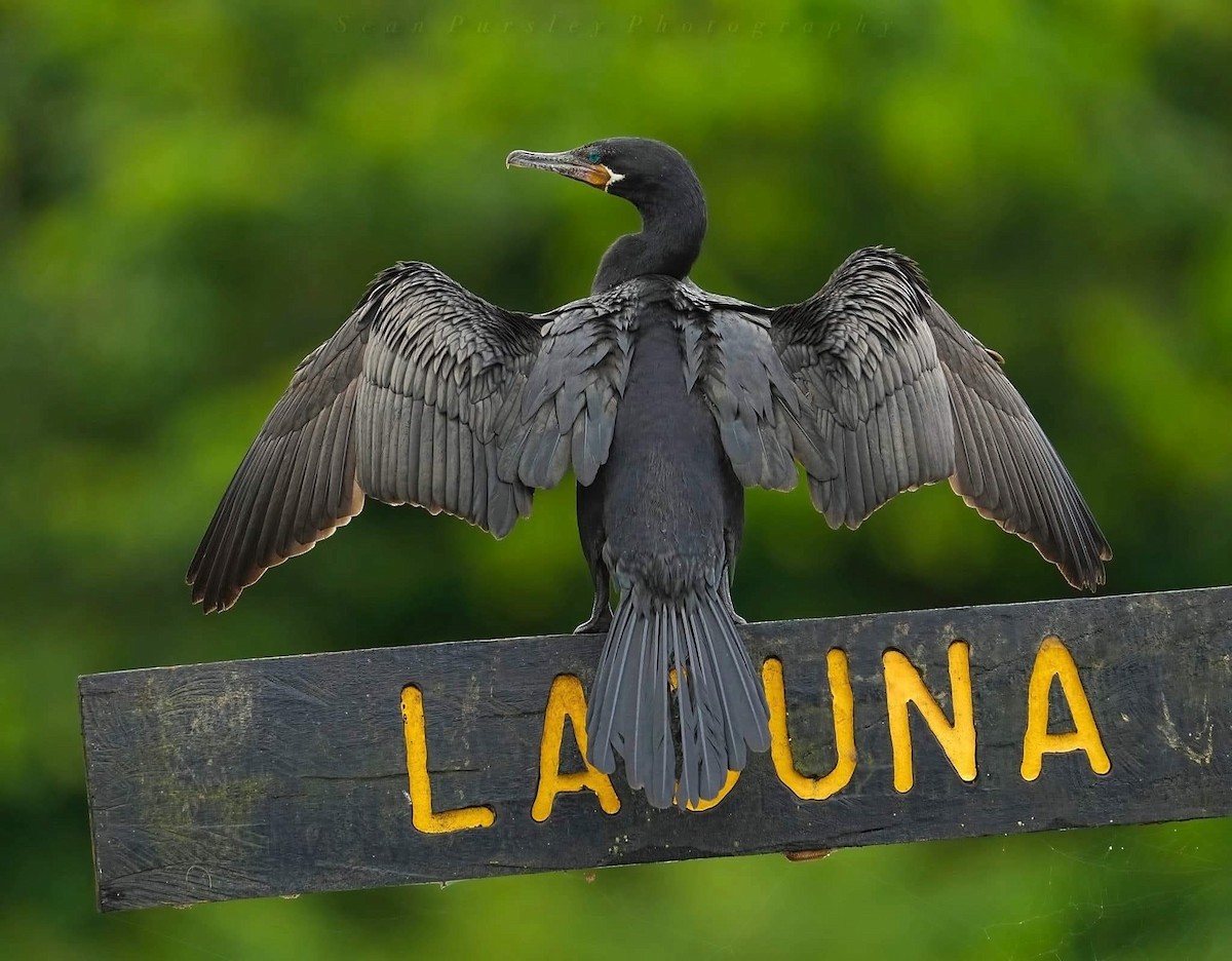 Neotropic Cormorant - ML646223459