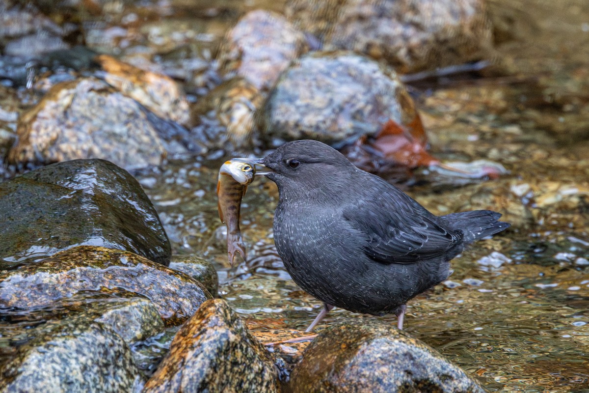 American Dipper - ML646223460