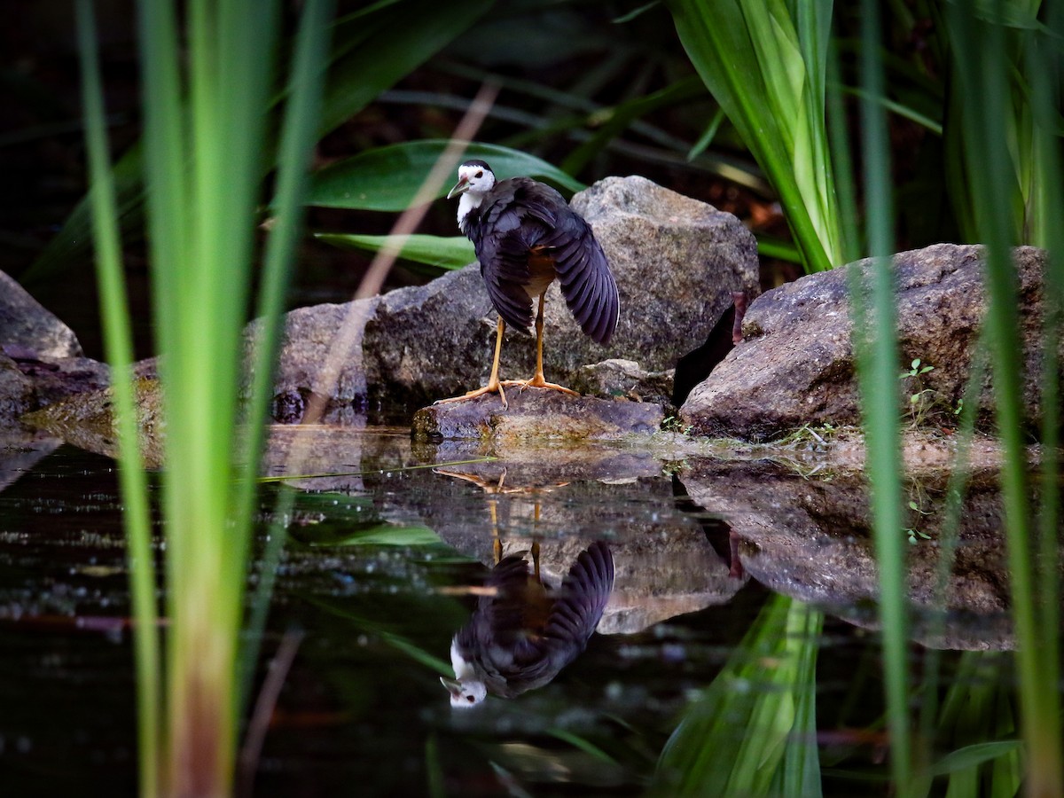 White-breasted Waterhen - ML646223467