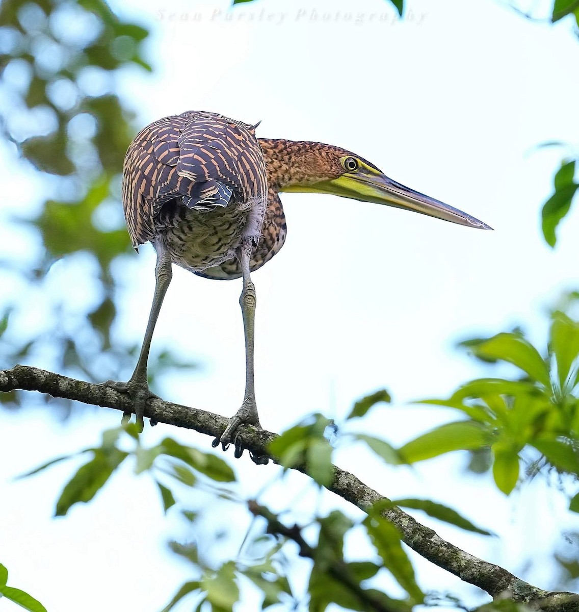 Bare-throated Tiger-Heron - ML646223468