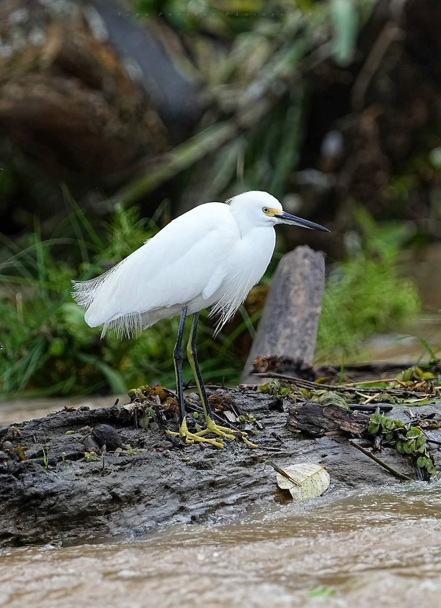 Snowy Egret - ML646223471