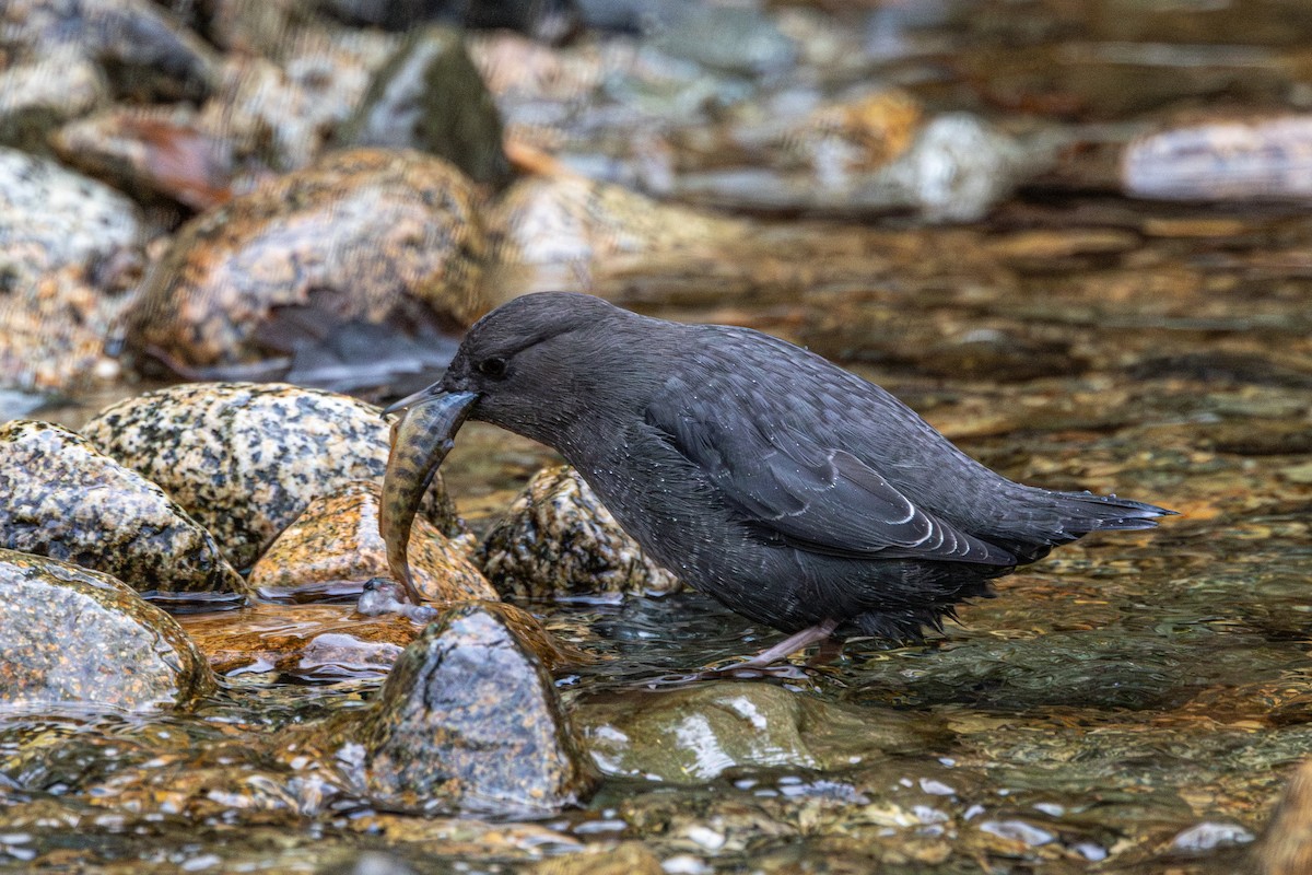 American Dipper - ML646223475
