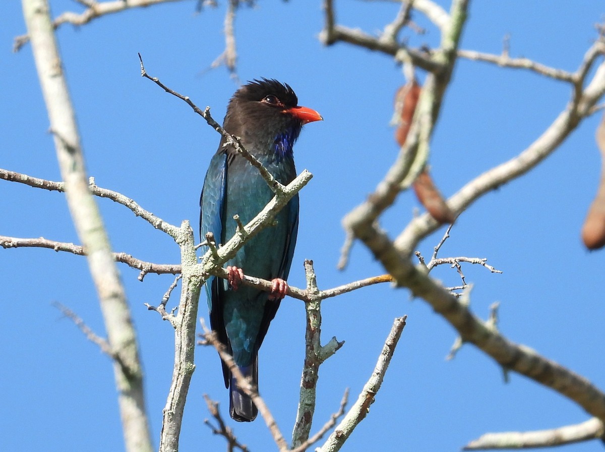 Dollarbird - ML646223476