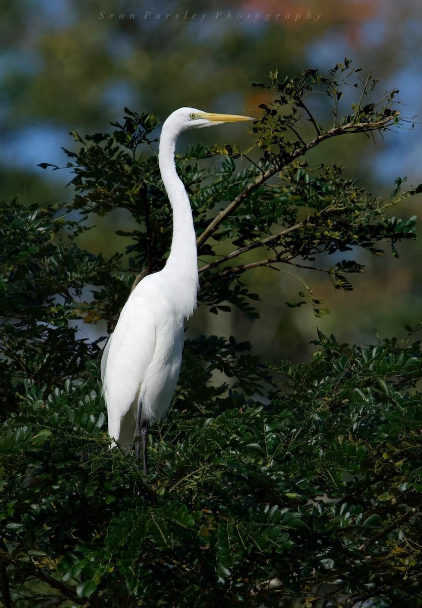 ダイサギ - ML646223479